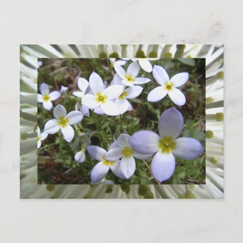 bluets postcard