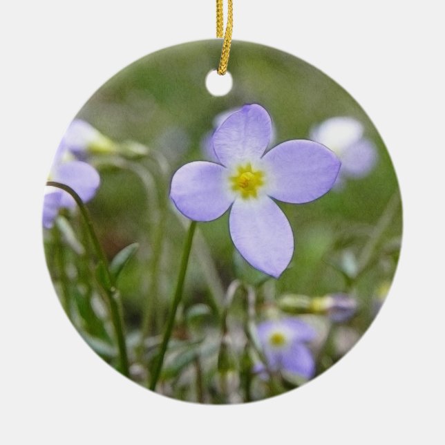 Bluets - Quaker Ladies Ceramic Ornament (Front)