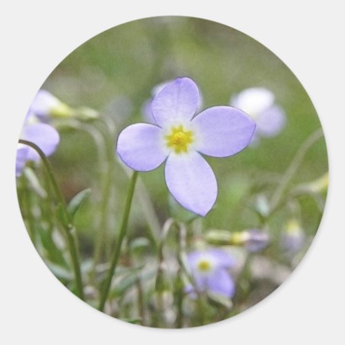 Bluets _ Quaker Ladies Classic Round Sticker