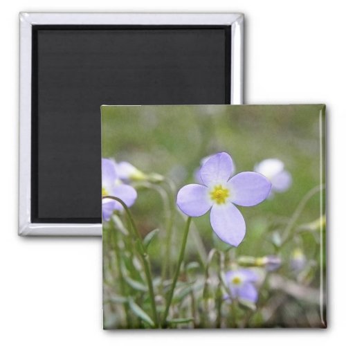 Bluets _ Quaker Ladies Magnet