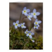 Bluets Spring Wildflower Card (Front)