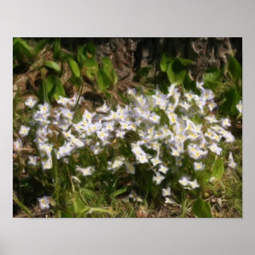 Bluets Tiny Blue Flowers Oil Photo Painting Poster