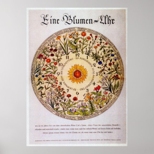 Blumenuhr   Flower Clock Poster (Front)