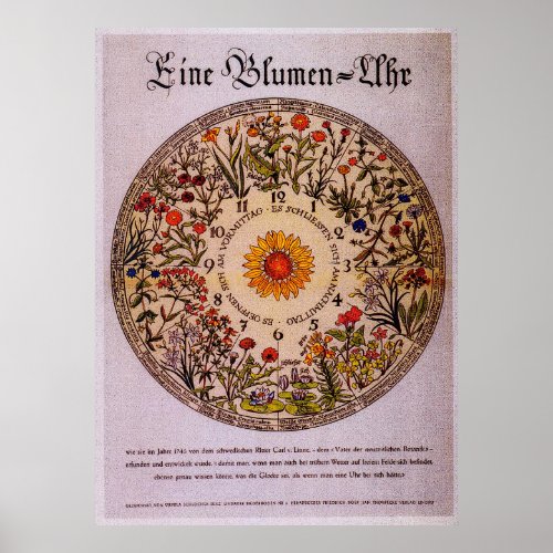 Blumenuhr Flower Clock Vintage Art  Poster
