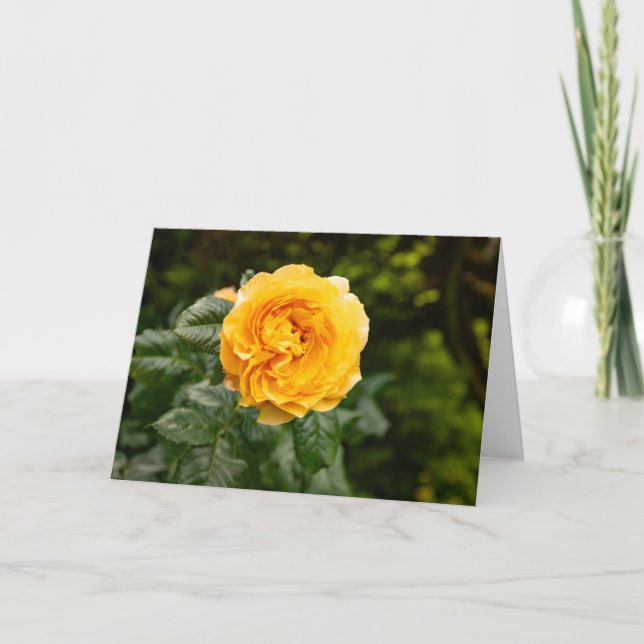 Blush Garden Rose Print Card (Front)
