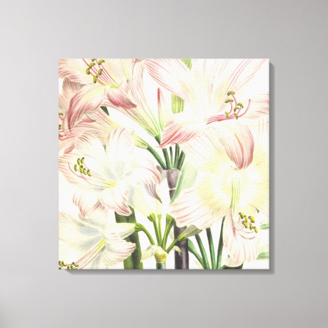 Blush Lilies Canvas Print (Front)