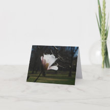 Blush Magnolia Bloom Fine Art Note Cards – Elegant