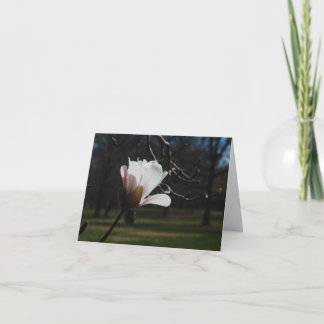 Blush Magnolia Bloom Fine Art Note Cards – Elegant