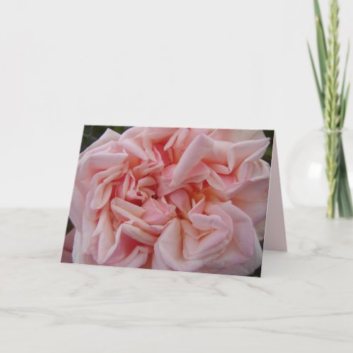 Blush Pink Cabbage Rose Roses Pastel Flower Card