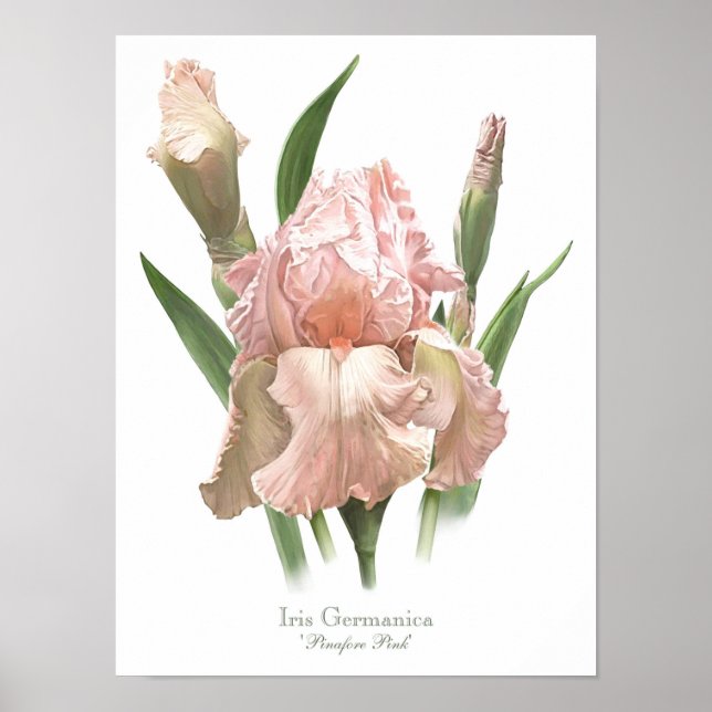 Blush Pink Iris Original Art Print (Front)