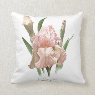 Blush Pink Iris