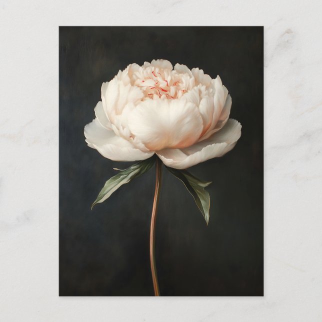 Blush Pink Peony Botanical Painting Postcard (Front)