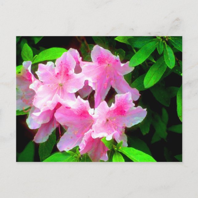 Blush Pink Postcard (Front)