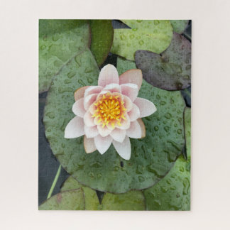 Blush Water Lily in Rain, Woodside Jigsaw Puzzle
