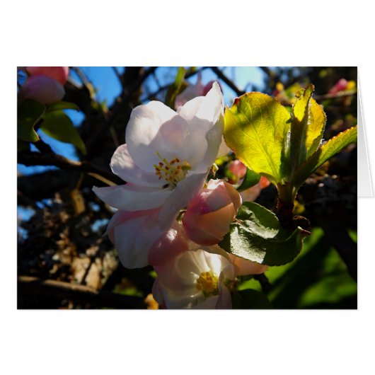 Blushing Blooms Cards (Front Horizontal)