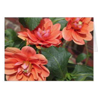 Blushing Dahlias Cards