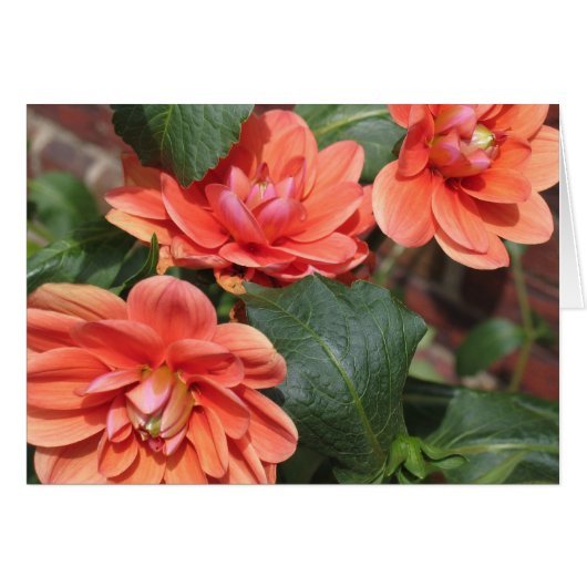 Blushing Dahlias Cards (Front Horizontal)