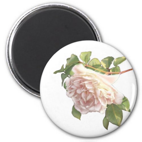 Blushing Ivory Peach Rose Magnet