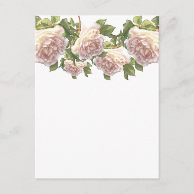 Blushing Ivory Peach Rose Postcard (Front)