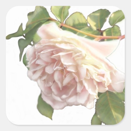 Blushing Ivory Peach Rose Square Sticker