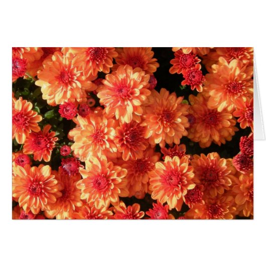 "Blushing Orange Mums" Cards (Front Horizontal)