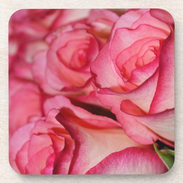Blushing White Roses Beverage Coaster (Front)