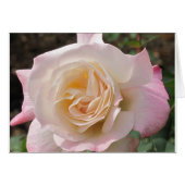 Blusing Pink Rose Cards (Front Horizontal)