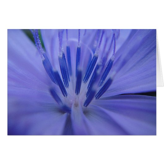 Blütenmitte blaue grusskarte, blanko cards (Front Horizontal)