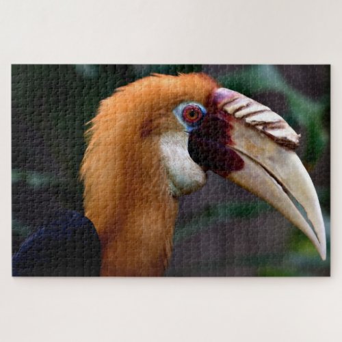 Blyths Hornbill Rhyticeros plicatus Jigsaw Puzzle