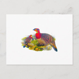 Blyth's Tragopan or Grayed-bellied Tragopan Postcard