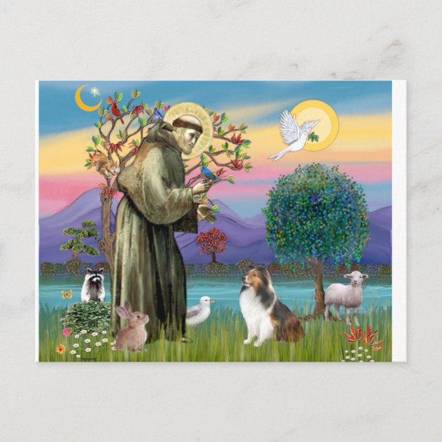Bndr-StFrancis-Sheltie-Leah-nocat Postcard (Front)