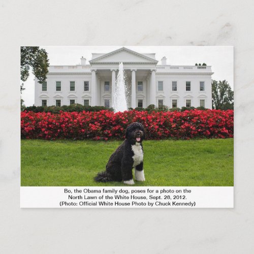 Bo_ The Obama Family dog Postcard