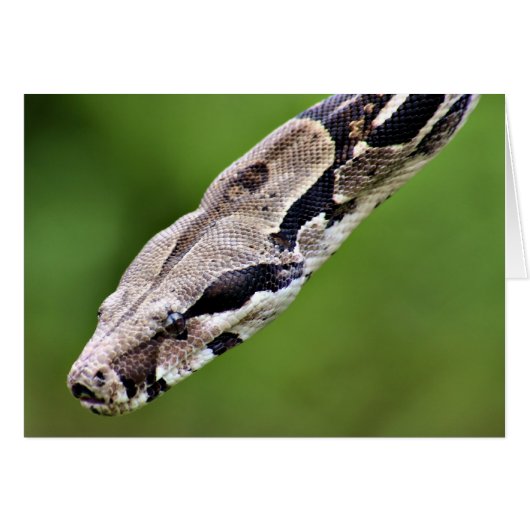 Boa Constrictor (Front Horizontal)