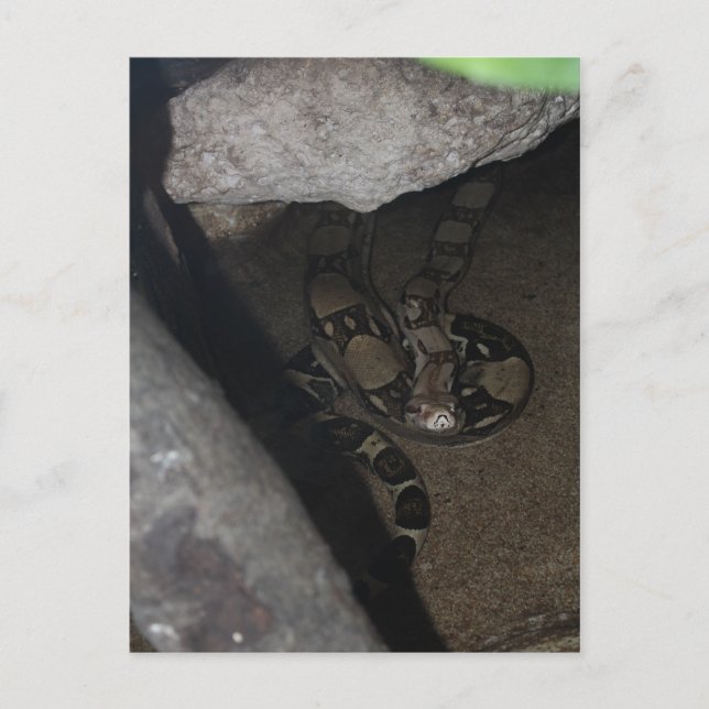 Boa Constrictor # 1 Postcard (Front)