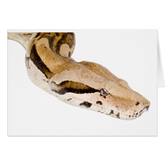 Boa Constrictor Cards (Front Horizontal)