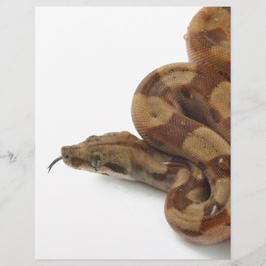 Boa Constrictor Coiled, Flicking Tongue (Front)