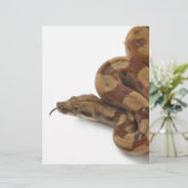 Boa Constrictor Coiled, Flicking Tongue (Standing Front)