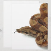 Boa Constrictor Coiled, Flicking Tongue (Front/Back)