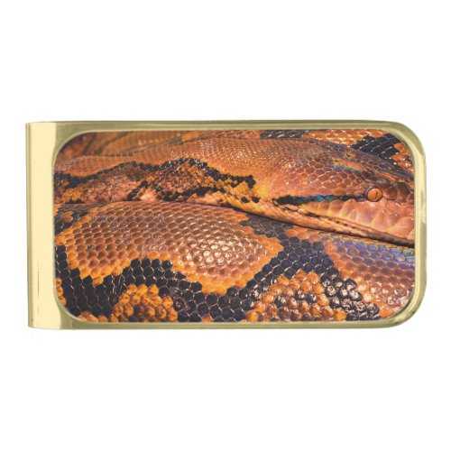 Boa Constrictor Gold Finish Money Clip