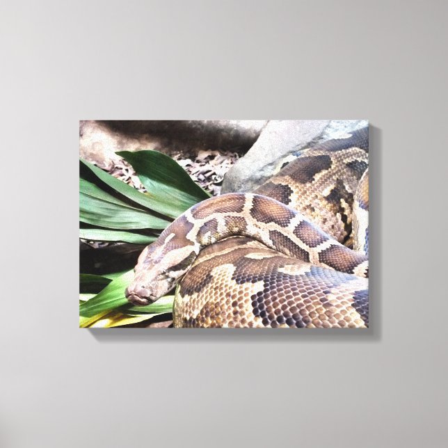 Boa constrictor reptile canvas print