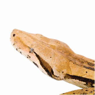 Boa Constrictor Statuette