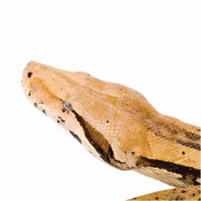 Boa Constrictor Statuette (Front)