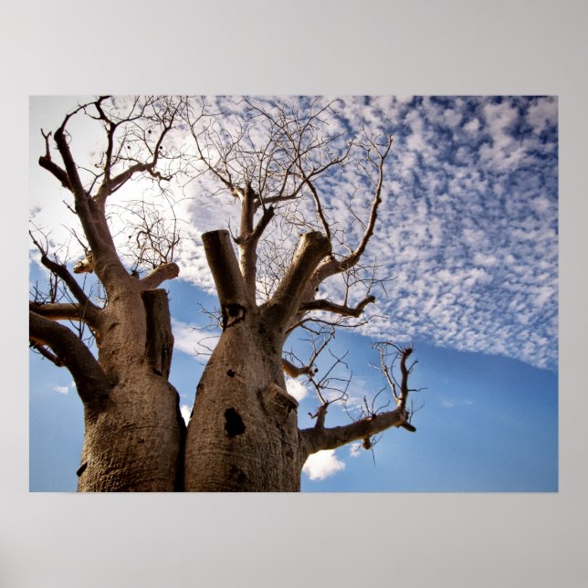 BOAB TREE POSTER (Front)