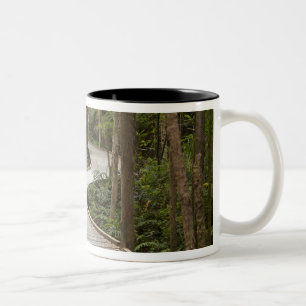 Boardwalk to Nelson Falls, Franklin - Gordon Two-Tone Coffee Mug