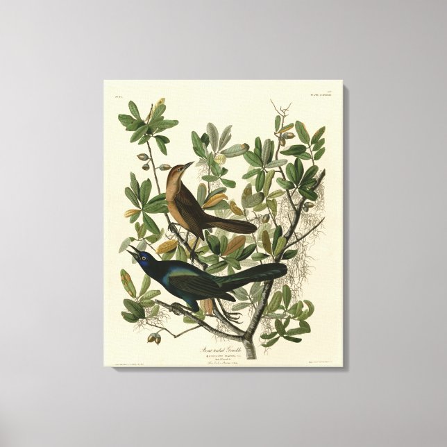 Boat-tailed Grackle - Audubon's Birds of America  Canvas Print (Front)