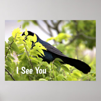 Boat-tailed Grackle Bird Poster