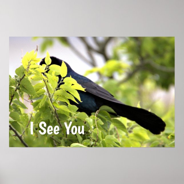 Boat-tailed Grackle Bird Poster (Front)