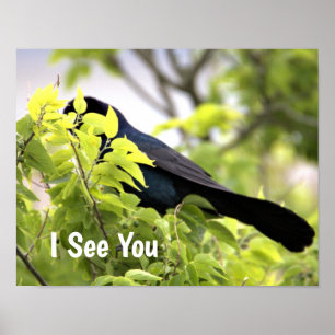 Boat-tailed Grackle Bird Poster