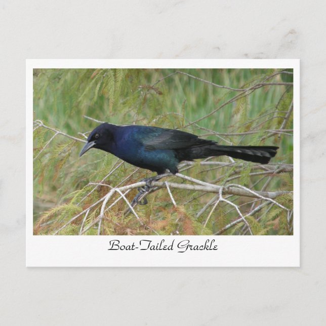 Boat-Tailed Grackle Postcard (Front)