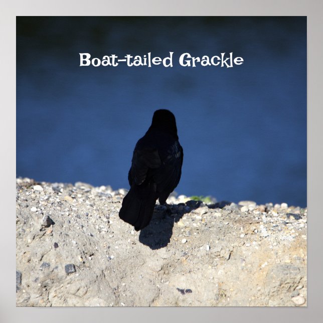 Boat-tailed Grackle Poster (Front)